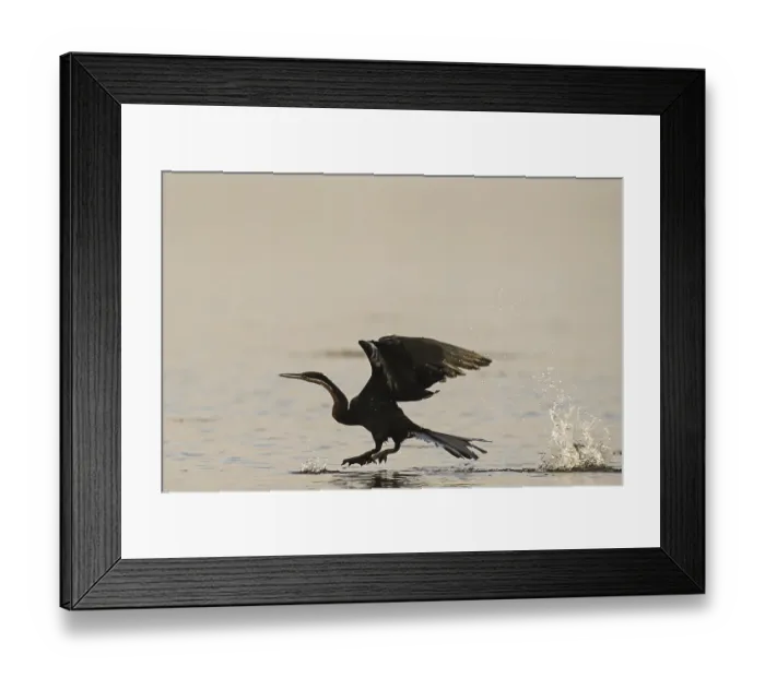 Framed Print : African Darter (Anhinga rufa), Moremi Game Reserve