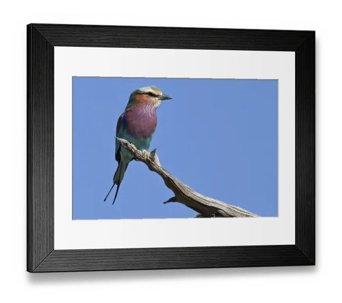 Framed Print : Fork-tailed Roller (Coracias caudata) sitting on a dry branch