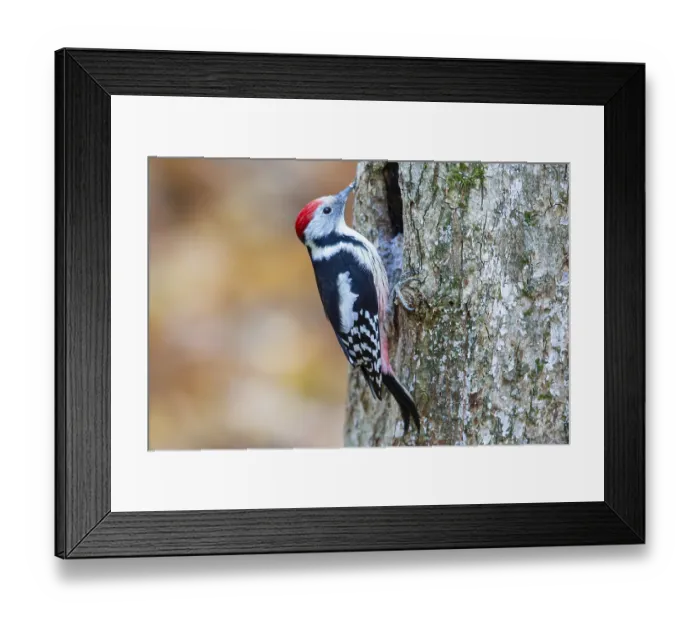 Framed Print : Middle Spotted Woodpecker (Dendrocopus medius) Germany