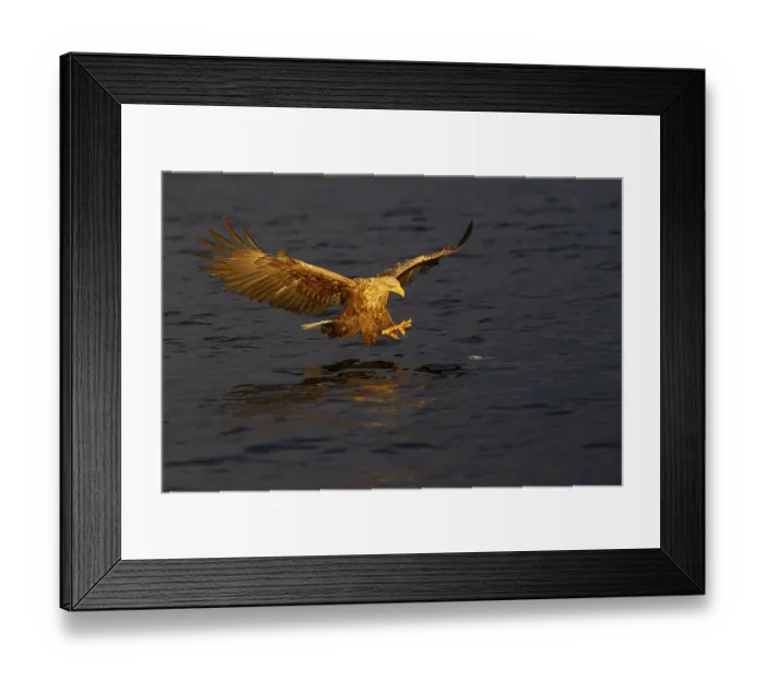 Framed Print : White-tailed eagle (Haliaeetus albicilla) catching fish in the light of the midnight sun Framed Print : White-tailed eagle (Haliaeetus albicilla) catching fish in the light of the midnight sun