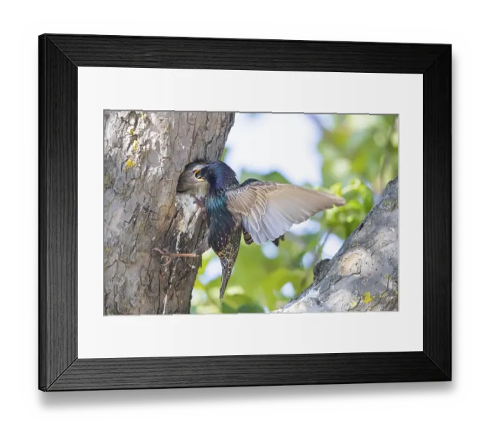 Framed Print : Common starling (Sturnus vulgaris) feeding its young at the nest hole