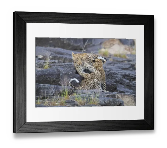 Framed Print : Leopard (Pathera pardus) cubs, Kenya, Africa Framed Print : Leopard (Pathera pardus) cubs, Kenya, Africa