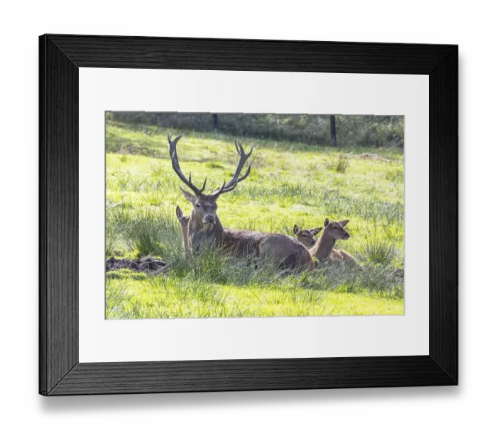 Framed Print : Red deer (Cervus elaphus) Germany (c) Framed Print : Red deer (Cervus elaphus) Germany (c)