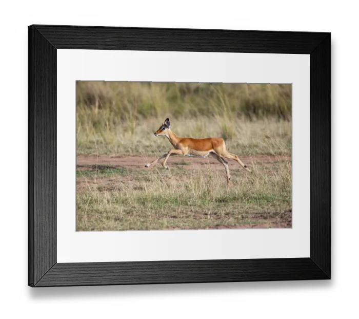 Framed Print : Black Heeler Antelope (Aepyceros melampus) Masai Mara Kenya