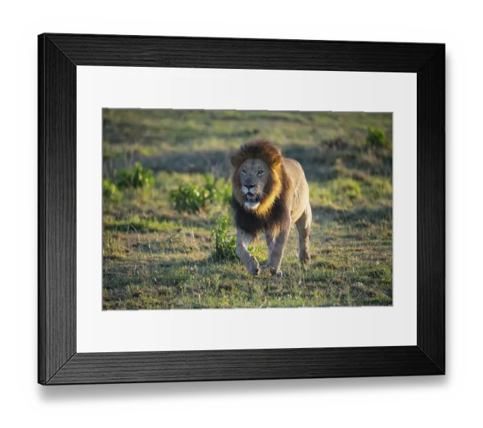 Framed Print : Lion (Panthera leo) Masai Mara Kenya
