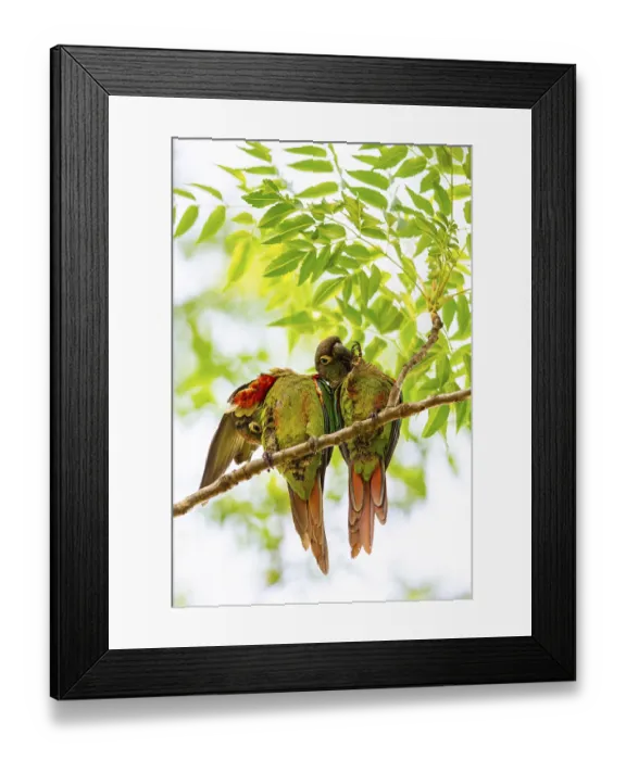 Framed Print : Deville Parakeet (Pyrrhura devillei) Pantanal Brazil