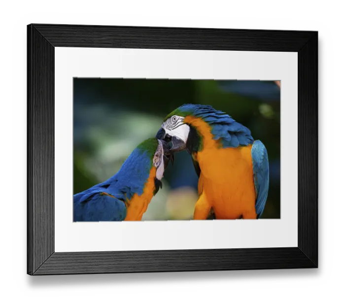 Framed Print : Blue and yellow macaw (Ara ararauna) Pantanal Brazil