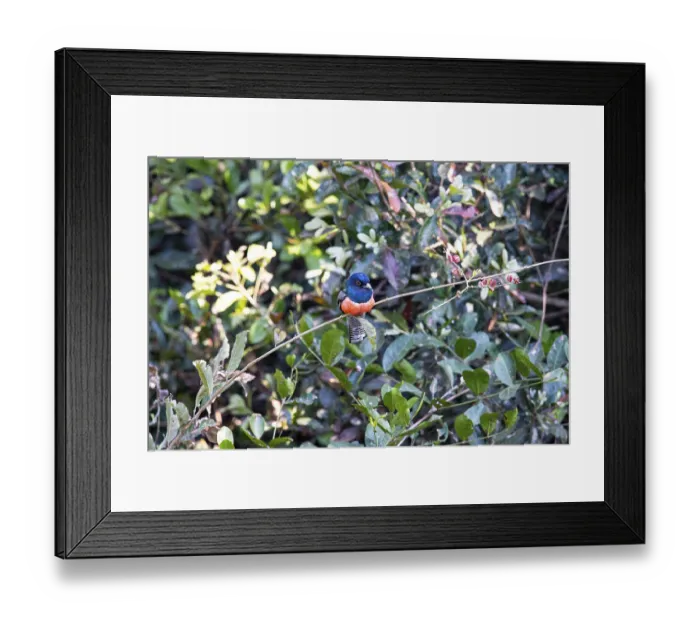 Framed Print : Blue-crowned trogon (trogon curucui) Pantanal Brazil