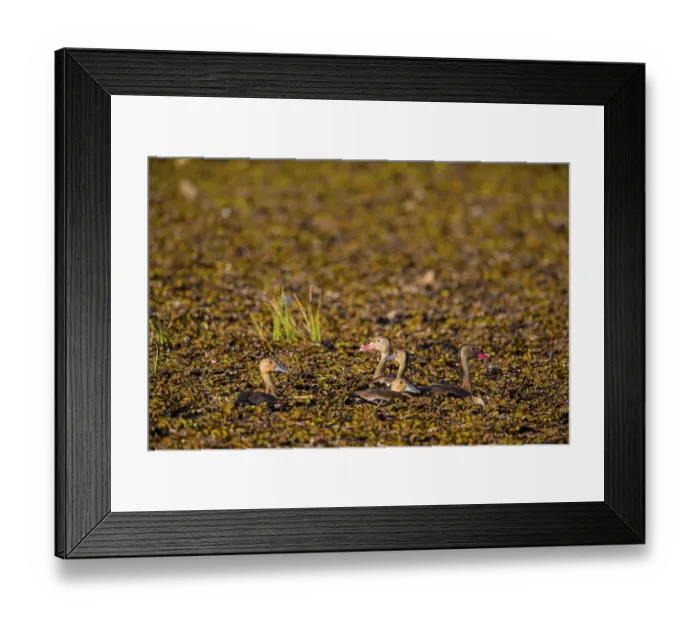 Framed Print : Red-billed whistling duck (Dendrocygna autumnalis) Pantanal Brazil