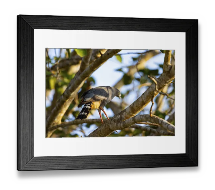 Framed Print : Stilt Buzzard (Geranospiza caerulescens) Pantanal Brazil Framed Print : Stilt Buzzard (Geranospiza caerulescens) Pantanal Brazil