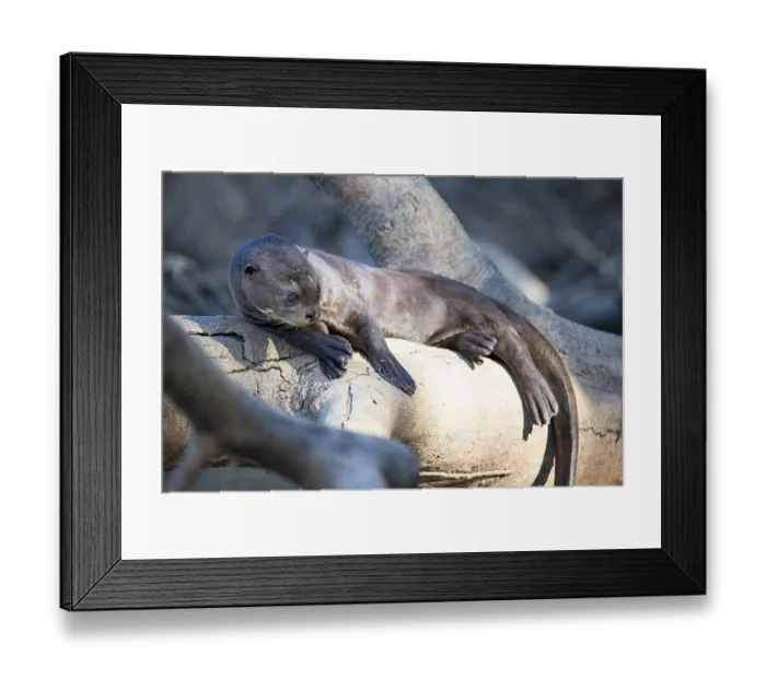Framed Print : Giant otter (Pteronura brasiliensis) Pantanal Brazil