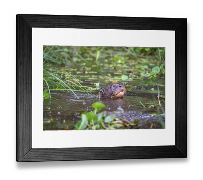 Framed Print : Giant otter (Pteronura brasiliensis) Pantanal Brazil