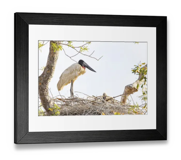 Framed Print : Jabiru (Jabiru mycteria) Pantanal Brazil Framed Print : Jabiru (Jabiru mycteria) Pantanal Brazil