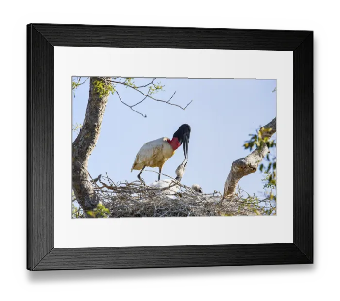Framed Print : Jabiru (Jabiru mycteria) Pantanal Brazil Framed Print : Jabiru (Jabiru mycteria) Pantanal Brazil