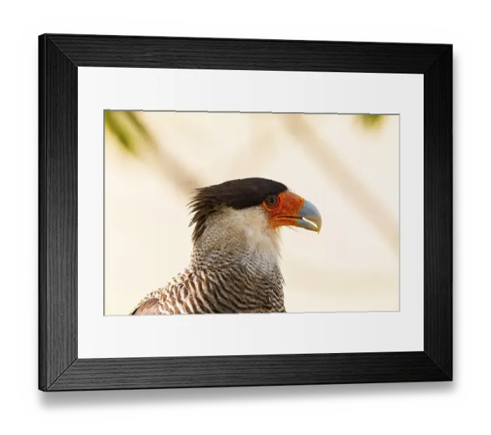 Framed Print : Crested caracara (Polyborus plancus) Pantanal Brazil