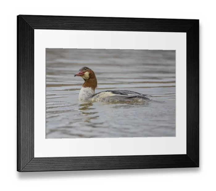 Framed Print : Goosander (Mergus merganser) wbl Germany Framed Print : Goosander (Mergus merganser) wbl Germany