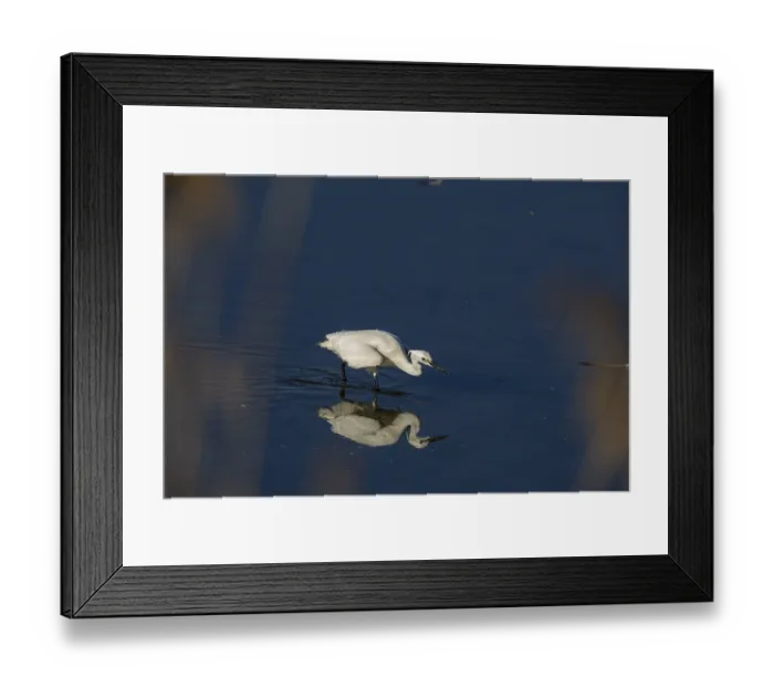 Framed Print : Little Egret (Egretta garzetta) Germany