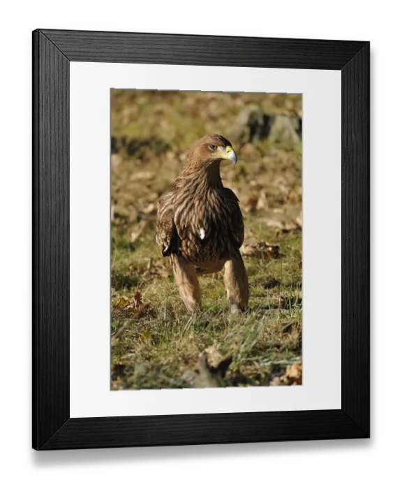 Framed Print : Imperial eagle on the forest floor Framed Print : Imperial eagle on the forest floor
