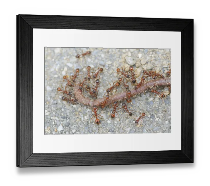 Framed Print : Common lawn ants removing an earthworm Framed Print : Common lawn ants removing an earthworm
