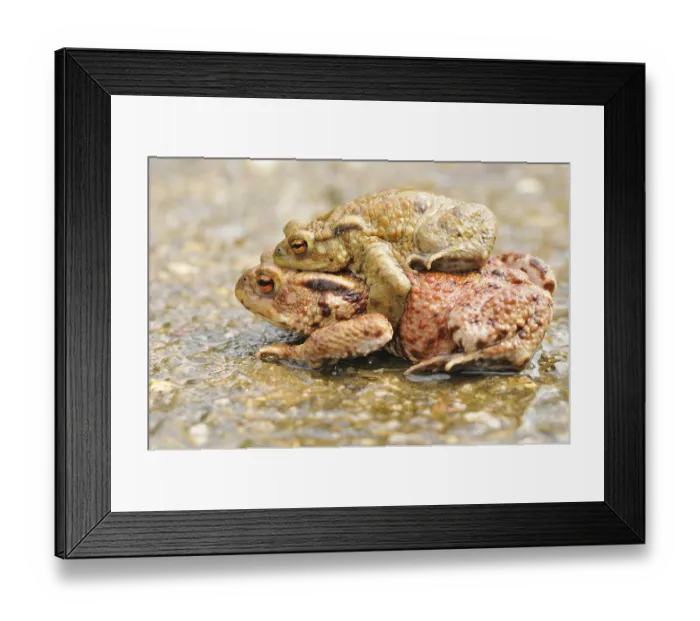 Framed Print : Common Toads migration to the spawning season in spring