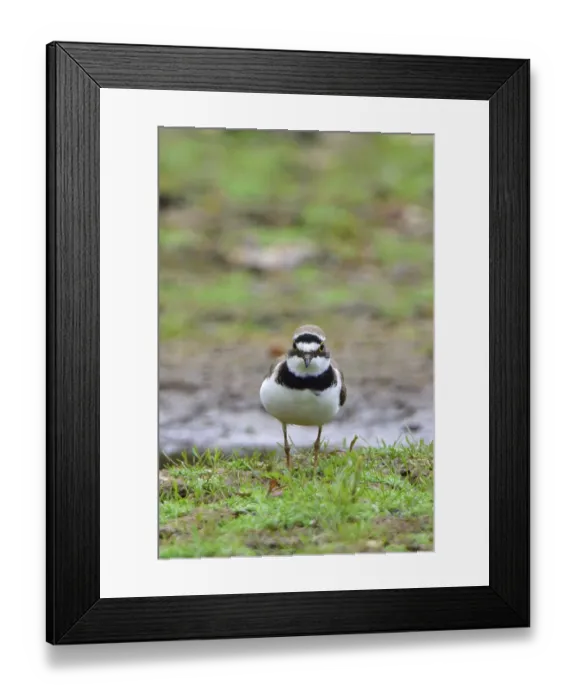 Framed Print : Little ringed plover foraging Framed Print : Little ringed plover foraging