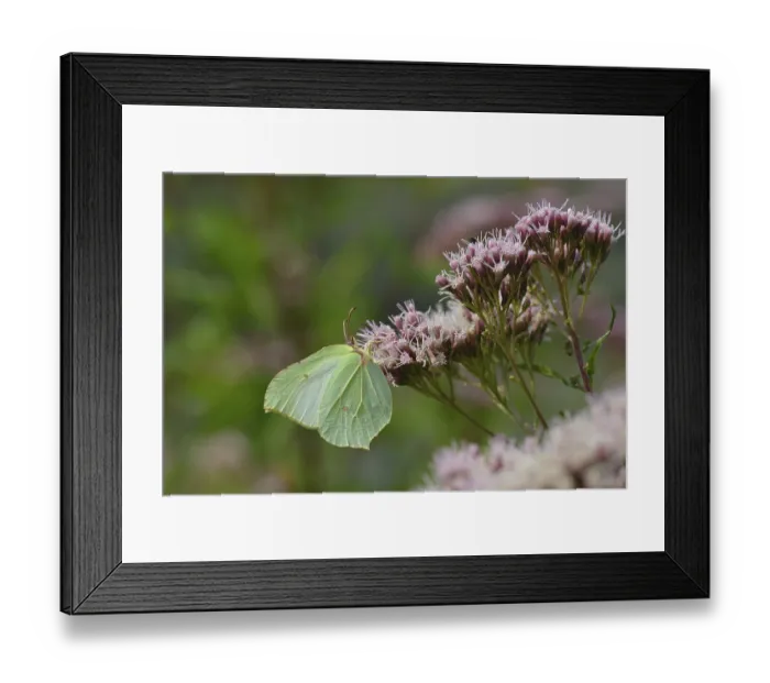 Framed Print : Gonepteryx rhamni, known as the common brimstone