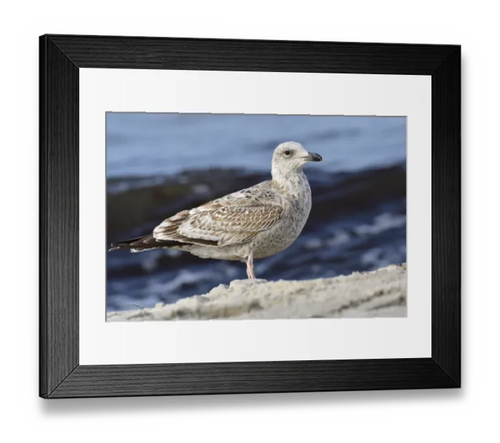 Framed Print : Juvenile herring gull foraging Framed Print : Juvenile herring gull foraging