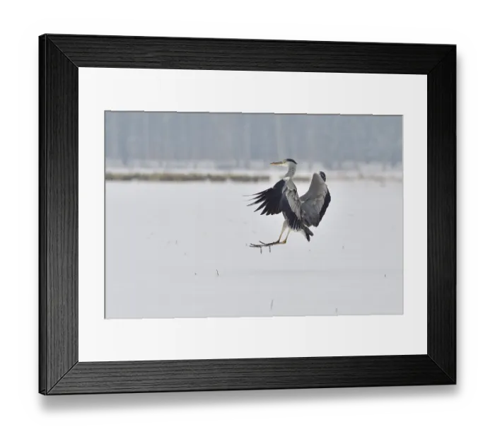 Framed Print : Grey heron in the snow looking for food