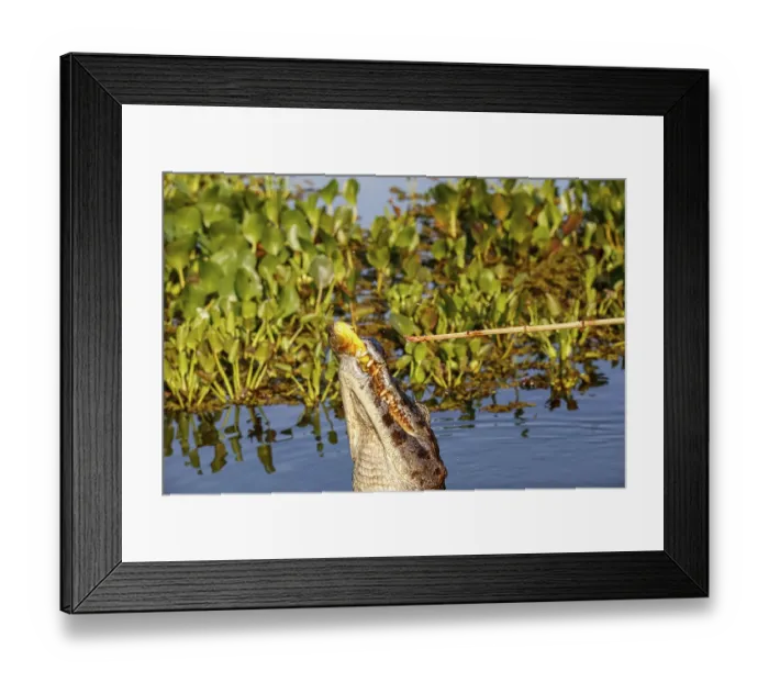 Framed Print : Yacare caiman jumps out of water for and caught a piranha