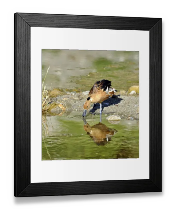 Framed Print : A Fulvous Whistling Ducks in a river in South Africa