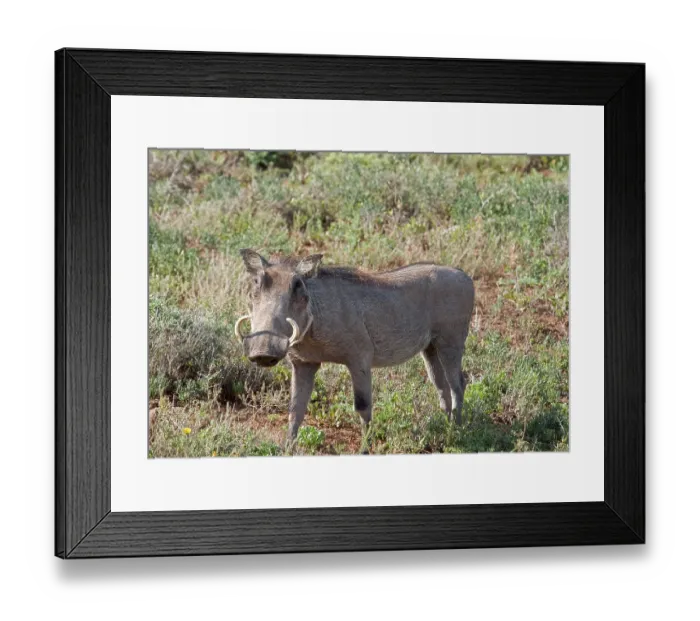 Framed Print : Warthog in the Addo Elephant National Park Framed Print : Warthog in the Addo Elephant National Park