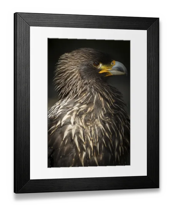 Framed Print : Steppe Eagle (lt. Aquila nipalensis)