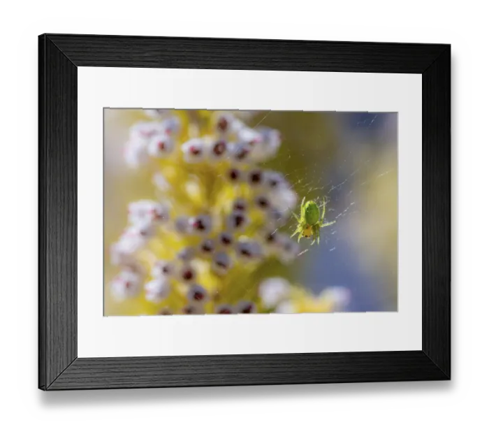 Framed Print : Cucumber green spider (Araniella cucurbitina) in its web