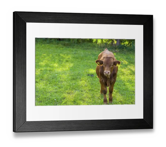 Framed Print : Image with a brown young cow in a green meadow