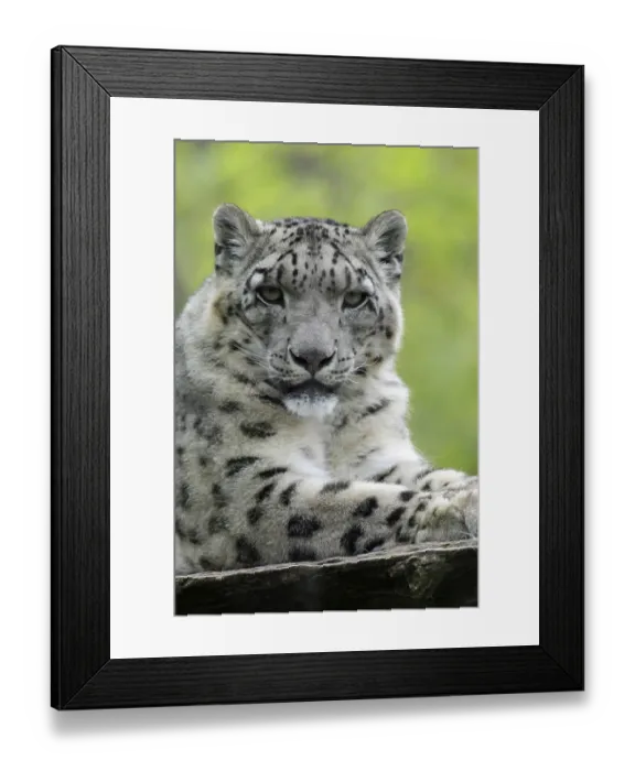 Framed Print : Snow leopard Snow leopard