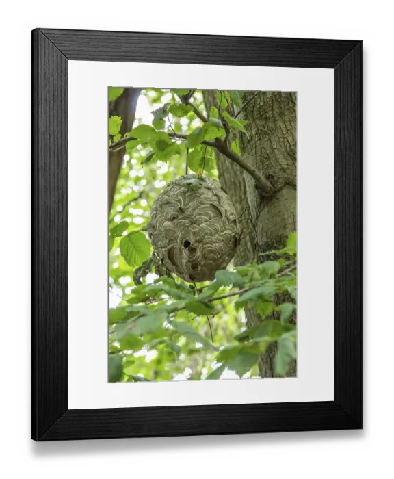 Framed Print : Wasp nest in the tree in natural environment Framed Print : Wasp nest in the tree in natural environment