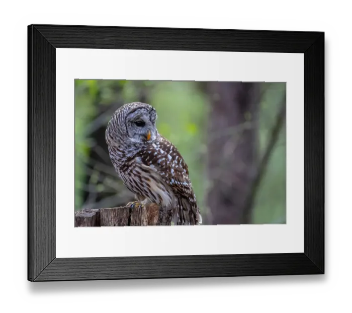 Framed Print : The barred owl (Strix varia), also known as the northern barred owl