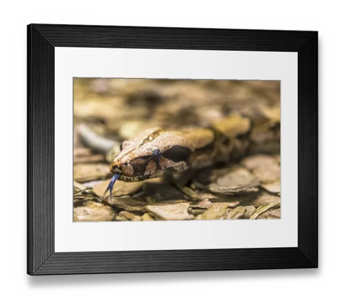 Framed Print : Boa constrictor, a species of large