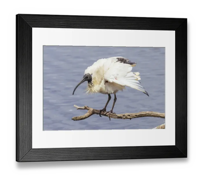 Framed Print : Australian White Ibis and nesting grounds at Coolart Wetlands Framed Print : Australian White Ibis and nesting grounds at Coolart Wetlands
