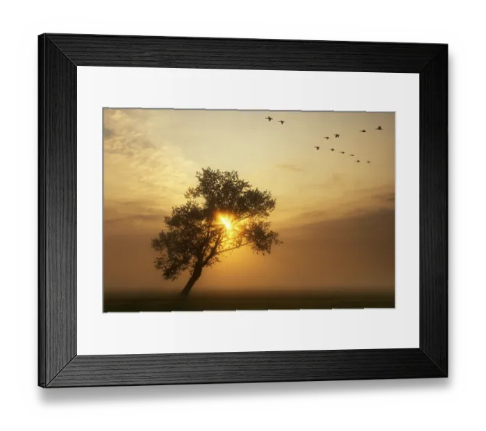 Framed Print : Flying geese above a misty meadow while the sun rises behind a bended tree