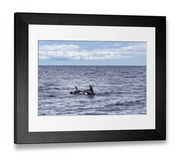 Framed Print : Mother and calf of common bottlenose dolphins or Atlantic bottlenose dolphins