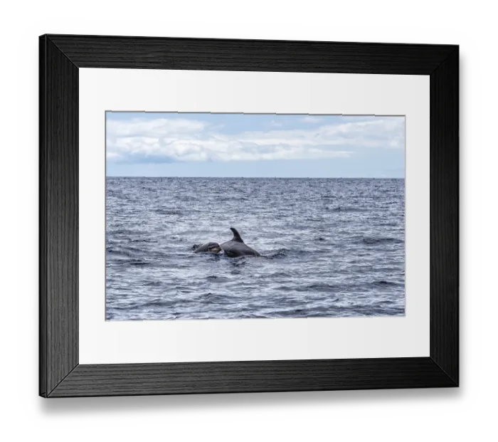 Framed Print : Mother and calf of common bottlenose dolphins or Atlantic bottlenose dolphins