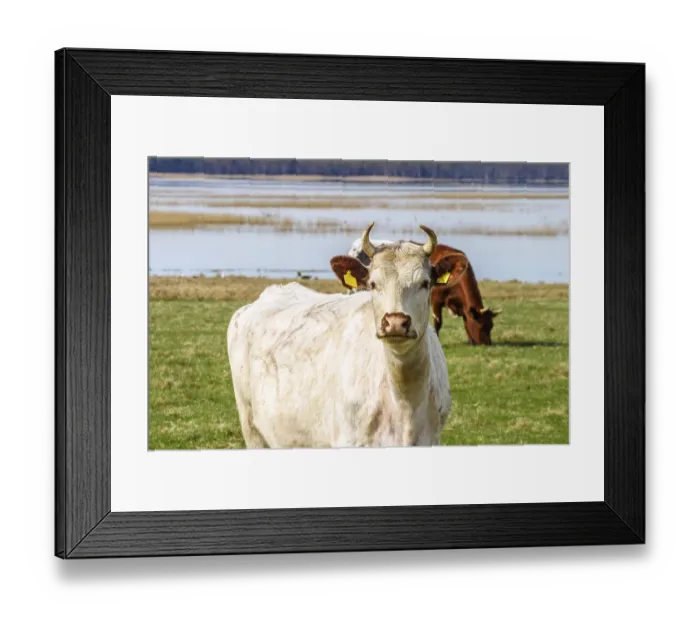 Framed Print : Dairy cow in a meadow by a lake