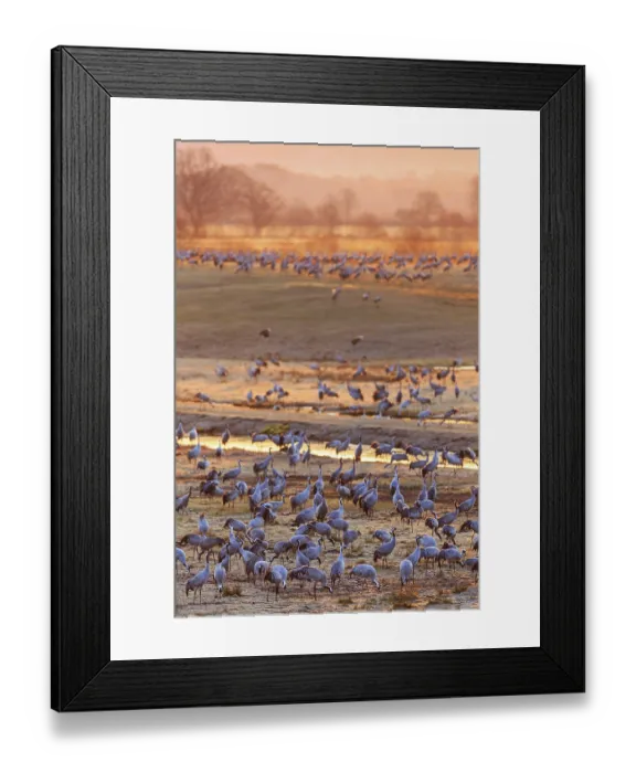 Framed Print : Cranes at a field in dawn light Framed Print : Cranes at a field in dawn light