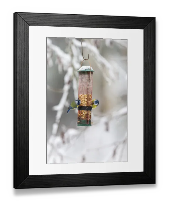 Framed Print : Two Blue tits who eat nuts in a bird feeder