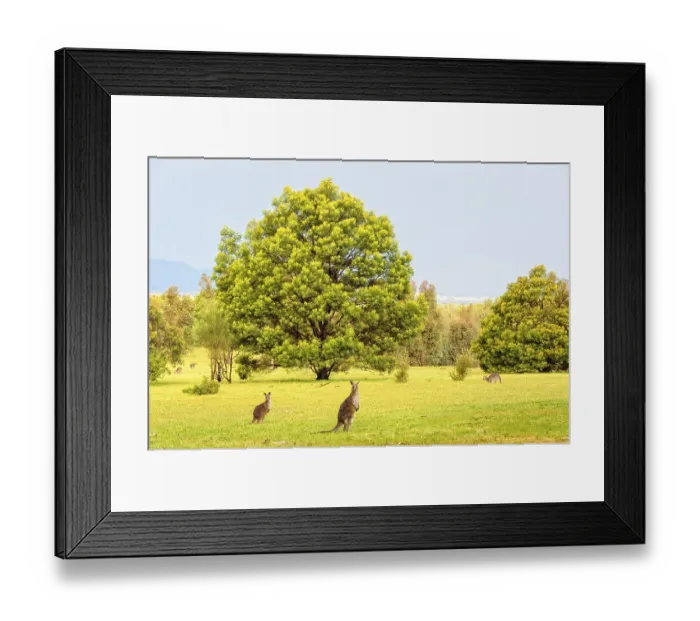 Framed Print : Eastern-grey kangaroos around Halls Gap