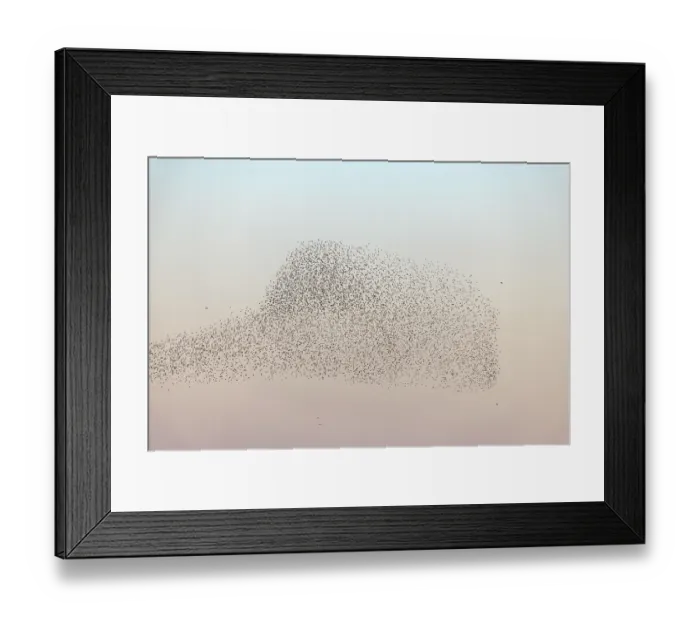 Framed Print : Cloud of starlings. Thousands of starlings synchronize their flight in autumn Framed Print : Cloud of starlings. Thousands of starlings synchronize their flight in autumn