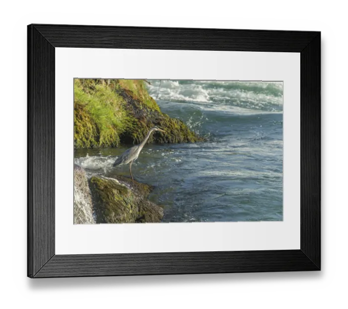 Framed Print : Grey heron (ardea cinerea) at water's edge in front of Rhine Falls waterfall Framed Print : Grey heron (ardea cinerea) at water's edge in front of Rhine Falls waterfall