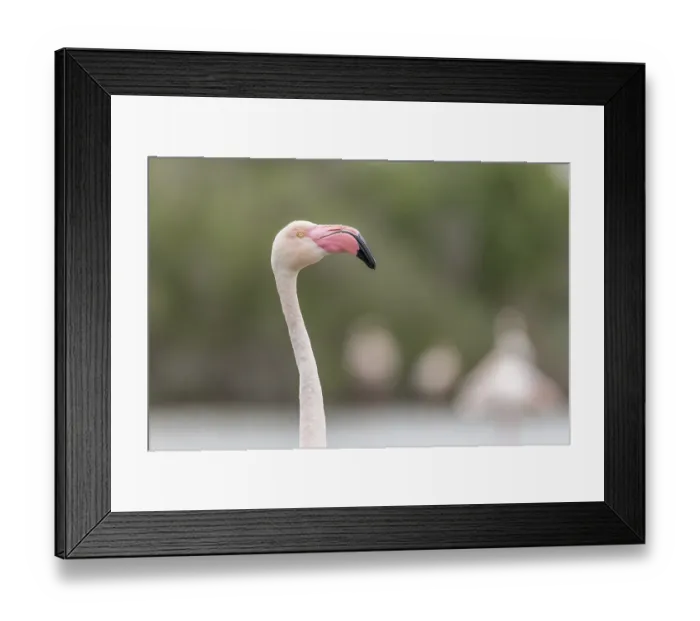 Framed Print : Greater Flamingo (Phoenicopterus roseus) portrait in a swamp in spring Framed Print : Greater Flamingo (Phoenicopterus roseus) portrait in a swamp in spring