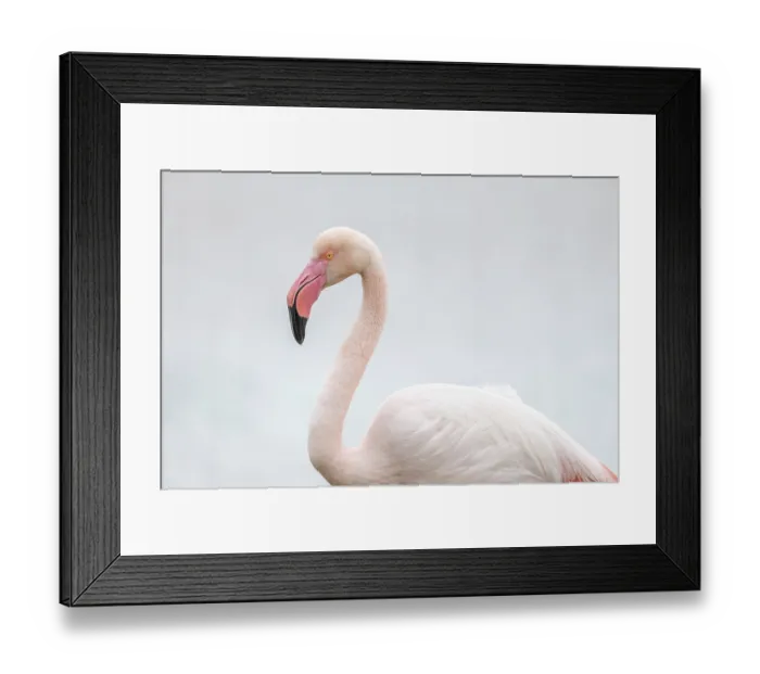 Framed Print : Greater Flamingo (Phoenicopterus roseus) portrait in a swamp in spring